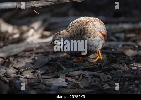 La caille mâle du roi (Coturnix chinesis) fourmille le fond de la forêt pour un repas à un conservation de la nature à Port Douglas, Queensland en Australie. Banque D'Images