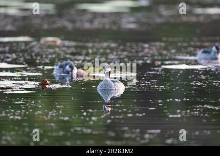 Couple de pygmées vertes nageant en quête de nourriture sur un lac d'eau douce Cattana Wetlands à Cairns, Queensland en Australie Banque D'Images