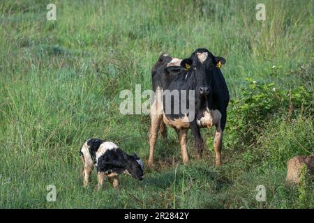 Une vache laitière d'hoslstein se tient à côté de son jeune taureau de veau dans un pâturage luxuriant et amélioré près de Malanda dans les Tablelands d'Atherton dans le Queensland, en Australie. Banque D'Images