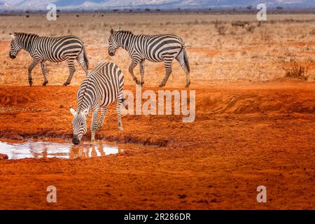 Zèbres à un trou d'eau dans le parc national de Tsavo East, Kenya Banque D'Images