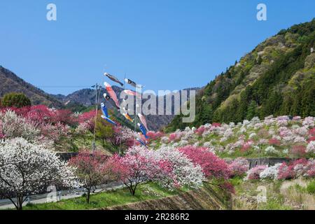 Tsukikawa pêches de source chaude en fleur Banque D'Images