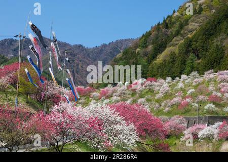 Tsukikawa pêches de source chaude en fleur Banque D'Images