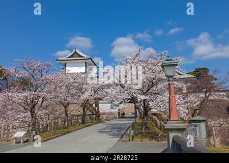 Le parc du château de Kanazawa et un cerisier Banque D'Images