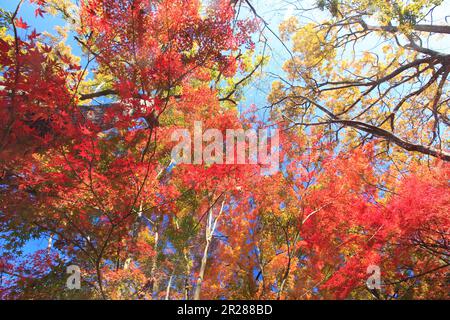 Mt. Les feuilles d'automne du sommet de Takao Banque D'Images