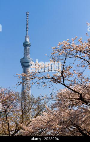 Cerisiers en fleurs et Tokyo Sky Tree Tower position verticale Banque D'Images