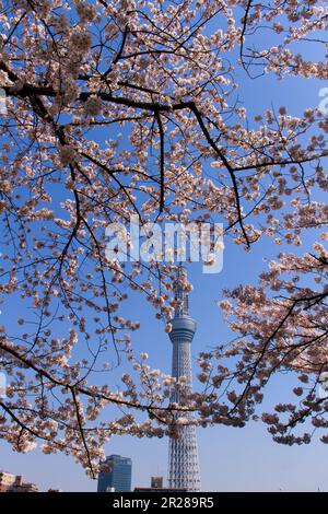 Tokyo Sky Tree vertical regarde à travers les cerisiers en fleur Banque D'Images