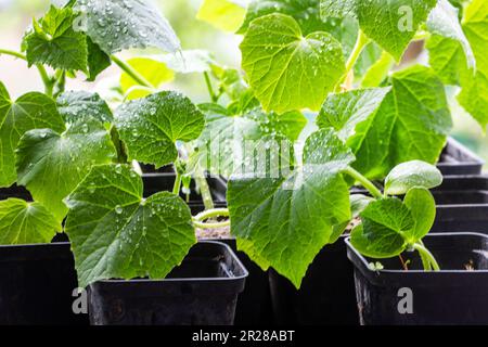 cultivez les semis en fleurs de jeunes concombres variétaux dans des pots avant des planter Banque D'Images