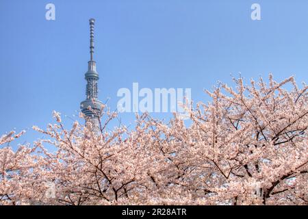 Cerisiers en fleur et Sky Tree de Tokyo Banque D'Images
