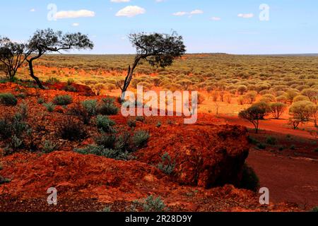Paysage de l'Outback des arbres de Mulga ( Acacia aneura ) famille MIMOOSACEAE dans les champs aurifères, grès, Gascoyne, Murchison, Australie occidentale Banque D'Images