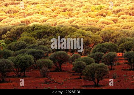Paysage de l'Outback des arbres de Mulga ( Acacia aneura ) famille MIMOOSACEAE dans les champs aurifères, grès, Gascoyne, Murchison, Australie occidentale Banque D'Images