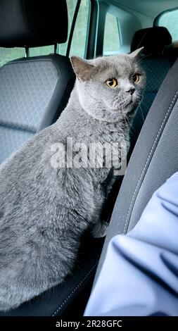 Chat britannique gris effrayé en voiture. Photo de haute qualité Banque D'Images