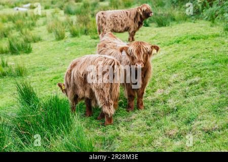 Le bétail des Highlands paître de façon sereine sur un luxuriant pâturage vert en Écosse Banque D'Images