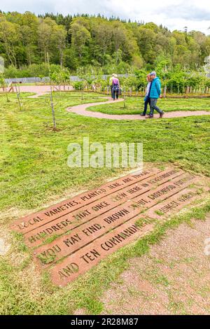 Nouveaux vergers plantés de variétés locales d'arbres fruitiers en 2019 à Lower Brockhampton Manor House près de Bromyard, Herefordshire, Angleterre Banque D'Images