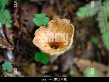 Champignons Turbinellus floccosus (vase squameux) dans la forêt. Banque D'Images