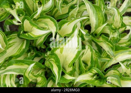 HôtA. Feuillage vert, blanc et jaune, sol. Incroyable Green feuilles hosta Bush, végétation luxuriante tropique jardin plante. Vue de dessus. Fond d'écran Banque D'Images