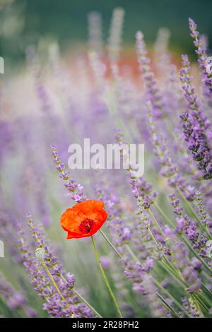 Coquelicot rouge se faisant remarquer dans un champ de lavande dans le sud de la France (Drôme) Banque D'Images