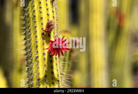 Gros plan sur une fleur de cactus sur un arrière-plan flou Banque D'Images