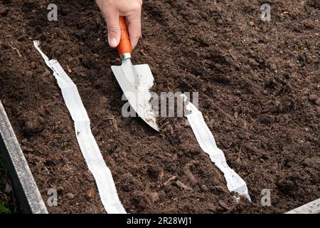 Les gens cultivant des plantes de salade dans le jardin d'accueil lit de jardin levé au printemps à partir de ruban de graines de papier blanc, la sorcière a des graines de plante à l'intérieur. Moyen rapide et facile de Banque D'Images