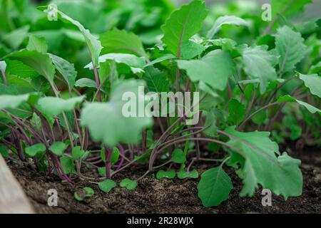 Semis de Kohlrabi verts poussant dans le lit de jardin. Serre végétale. Violet Kohlrabi chou jeunes plantes. Champ agricole. Brassica. Ferme biologique Banque D'Images