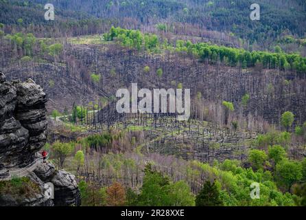 Hrensko, République tchèque. 17th mai 2023. Vue depuis le rocher de la porte Prebisch jusqu'aux arbres carbonisés de la Suisse de Bohême après les feux de forêt à l'été 2022. Le parc national avec son paysage rocailleux unique borde directement la Suisse saxonne du côté allemand. Le parc national de la Suisse saxonne a également été gravement touché par les feux de forêt dévastateurs de l'été dernier. Crédit : Robert Michael/dpa/Alay Live News Banque D'Images