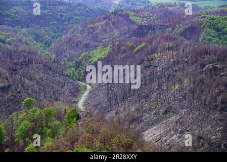 Hrensko, République tchèque. 17th mai 2023. Vue depuis le rocher de la porte Prebisch jusqu'aux arbres carbonisés de la Suisse de Bohême après les feux de forêt à l'été 2022. Le parc national avec son paysage rocailleux unique borde directement la Suisse saxonne du côté allemand. Le parc national de la Suisse saxonne a également été gravement touché par les feux de forêt dévastateurs de l'été dernier. Crédit : Robert Michael/dpa/Alay Live News Banque D'Images