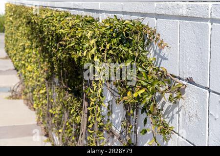 Axé sur la plante verte contre le mur de carreaux blancs. Jour ensoleillé Banque D'Images