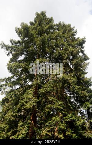 Sequoia sempervirens. Banque D'Images