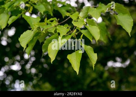 Tilia cordata. Citron vert à petits feuilles. Banque D'Images