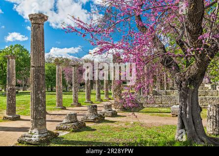 Colonnes à l'école de lutte de Palaestra, période hellénistique, cerisier en fleur, sanctuaire de l'ancienne Olympie, Péloponnèse, région de la Grèce occidentale, Grèce Banque D'Images