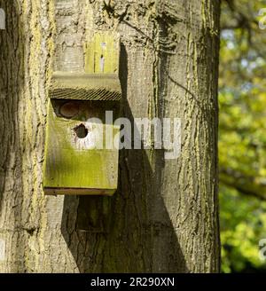 Ancienne maison d'oiseaux en bois sur un cerisier dans la zone du parc de la ferme. Design simple pour birdhouse. Abri pour l'élevage d'oiseaux, boîte de nidification sur un arbre Banque D'Images