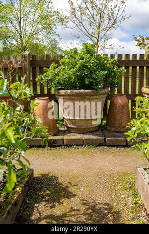 Herbes fraîches, herbes qui poussent dans des conteneurs dans un jardin de cour britannique Banque D'Images