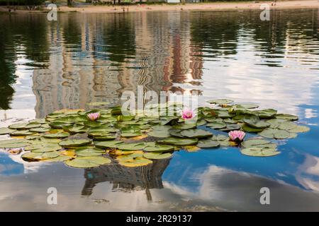 Beau parc de la ville de Kiev lac de loteries sur fond de ville urbaine avec de nombreux nénuphars multicolores dans la capitale européenne verte. Concept de n Banque D'Images