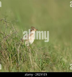 Skylark / Feldlerche ( Alauda arvensis ) perchée dans une haute herbe d'un pré vert, faune, Allemagne. Banque D'Images