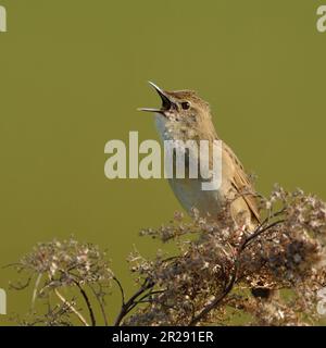 Paruline de sauterelle commune / Feldschwirl ( Locustella naevia ) au printemps, chantant bruyamment, courting, faune, Europe. Banque D'Images