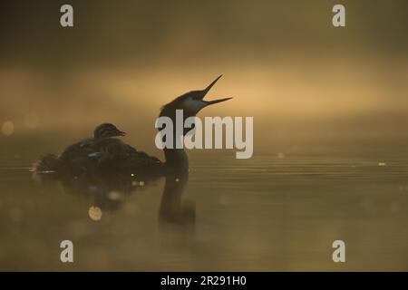 Grand Grebe à crête / Haubentaucher ( Podiceps cristatus ) avec poussin sur son dos, beak large ouvert, appelant, régurgitant un culot, moody Backlight, w Banque D'Images