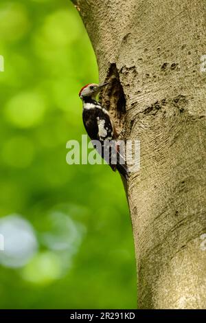 Pic à pois moyens / Mittelspecht ( Leiopicus medius ) perché au trou de nidification d'un pic noir, faune, Europe. Banque D'Images