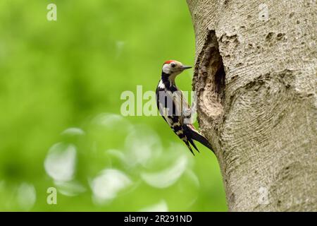 Pic à pois moyens / Mittelspecht ( Leiopicus medius ) perché devant un trou de nidification surdimensionné / trou d'arbre d'un pic noir, regarde f Banque D'Images