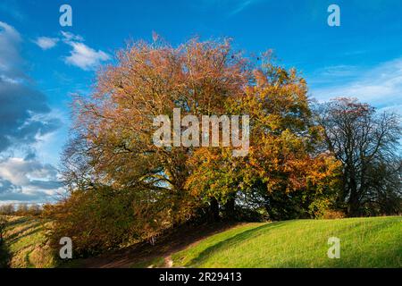 L'arbre à souhaits également connu sous le nom de Tolkien Mythic Trees à Avebury, Wiltshire, Royaume-Uni Banque D'Images