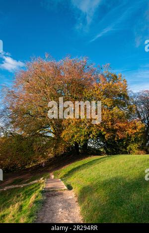 L'arbre à souhaits également connu sous le nom de Tolkien Mythic Trees à Avebury, Wiltshire, Royaume-Uni Banque D'Images