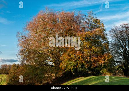 L'arbre à souhaits également connu sous le nom de Tolkien Mythic Trees à Avebury, Wiltshire, Royaume-Uni Banque D'Images