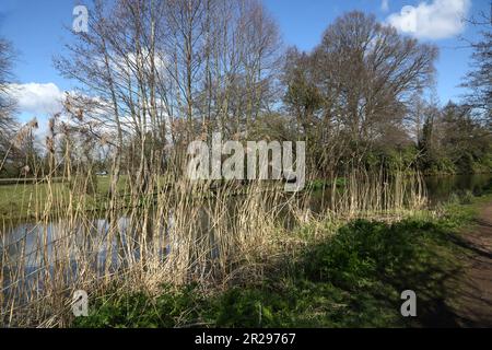 Les boulrouneurs dans la rivière du début du printemps navigation de la rivière surrey angleterre Banque D'Images