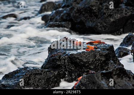 Crabes de roche rouge sur pierre, Grapsus Grapsus, plage de la Loberia. Île de San Cristobal. Îles Galapagos, Équateur Banque D'Images