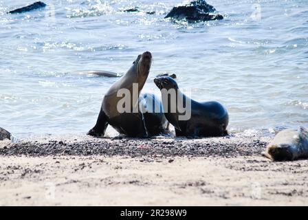 Deux otaries Galapagos, zalophus wollebaeki, jouant à la plage. Île de San Cristobal. Îles Galapagos, Équateur Banque D'Images