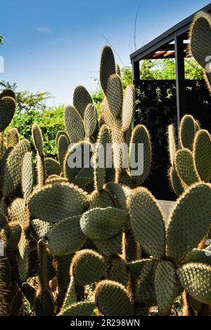 Cactus de poire pickly, cactus géant, opuntia echio, à la Fondation Charles Darwin. Île de Santa Cruz. Îles Galapagos, Équateur. Banque D'Images