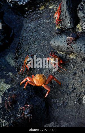 Un groupe de crabes rouges, Grapsus Grapsus, dans l'île de San Cristobal. Îles Galapagos, Équateur Banque D'Images