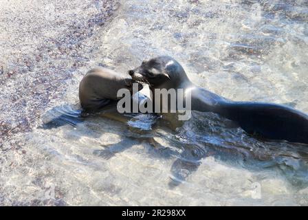 Deux otaries Galapagos, zalophus wollebaeki, jouant à la plage. Île de San Cristobal. Îles Galapagos, Équateur Banque D'Images