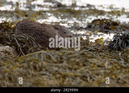 Otter sauvage (Lutra lutra) endormi parmi les rochers de l'île de Mull, en Écosse Banque D'Images