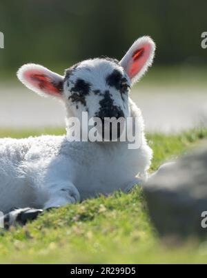 Agneau écossais à face noire rétroéclairé sur l'île de Mull, en Écosse Banque D'Images