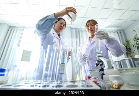 ZHANGYE, CHINE - le 18 MAI 2023 - des chercheurs observent la dégradation microbienne au laboratoire du centre technologique de Zhangye Lanbiao Biotechnology Co., LT Banque D'Images