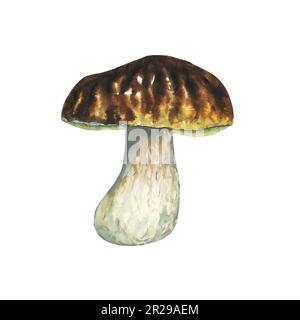 Champignons porcini de forêt sauvage aquarelle. Illustration isolée dessinée à la main sur fond blanc Banque D'Images